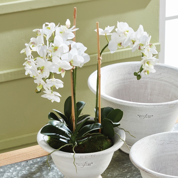 Faux Phalaenopsis Orchid Drop-In, 16″-Williams Sonoma|43281