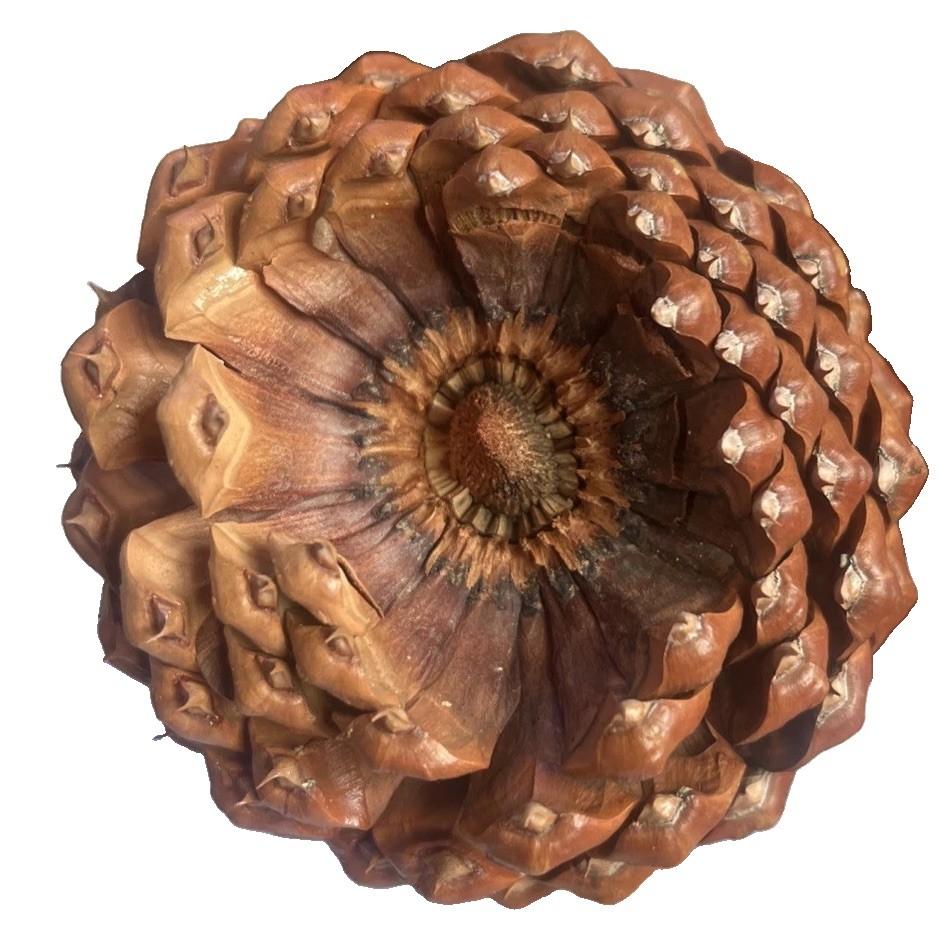 Reddish Brown Pinecone 5.5” x 3.5” Likely Jeffrey Pine Cone Forest Rustic Decor