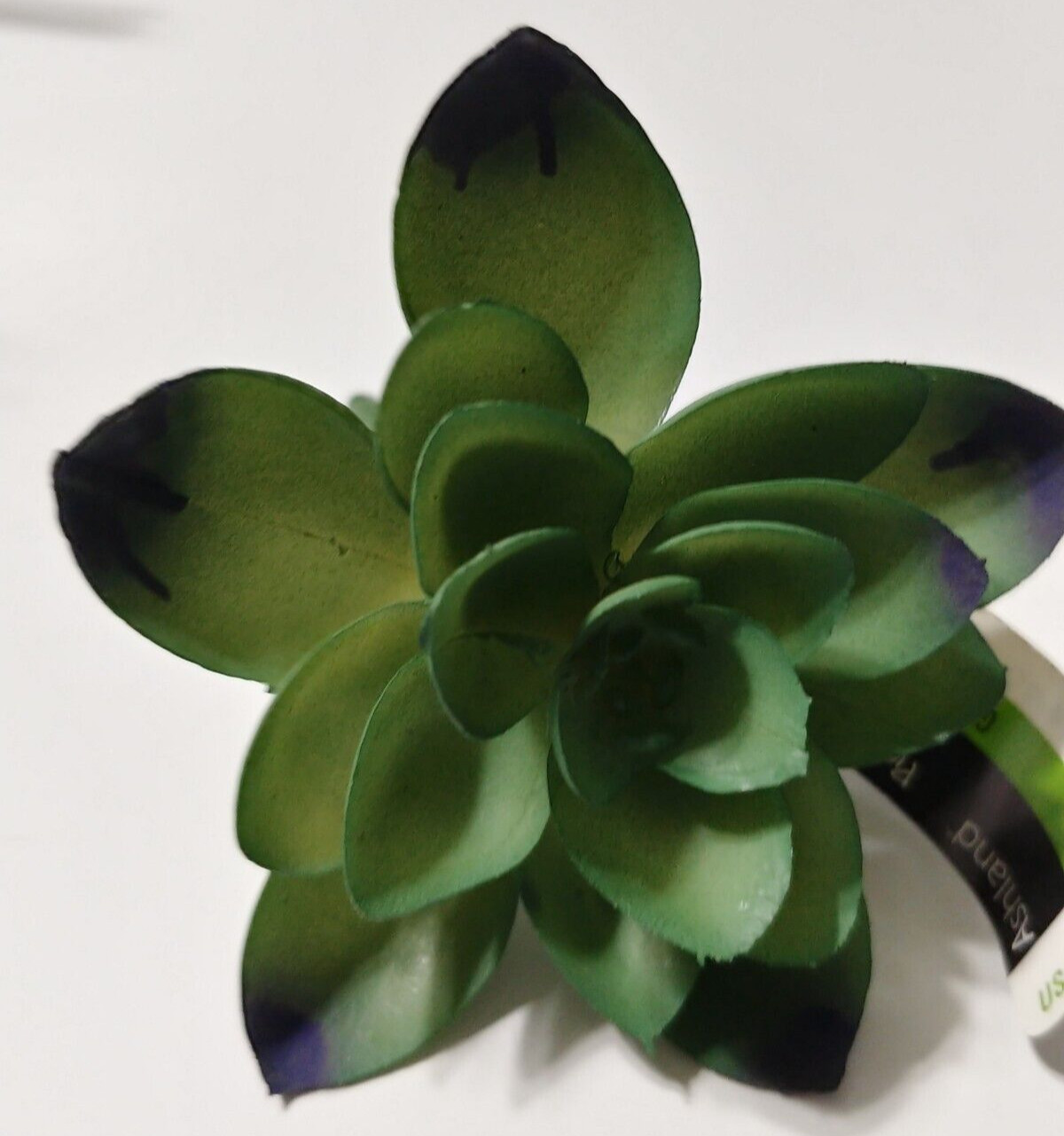 Lot of 16 Ashland Succulents Greenery Floral Picks Sizes 1.5″ to 11″ Craft Decor