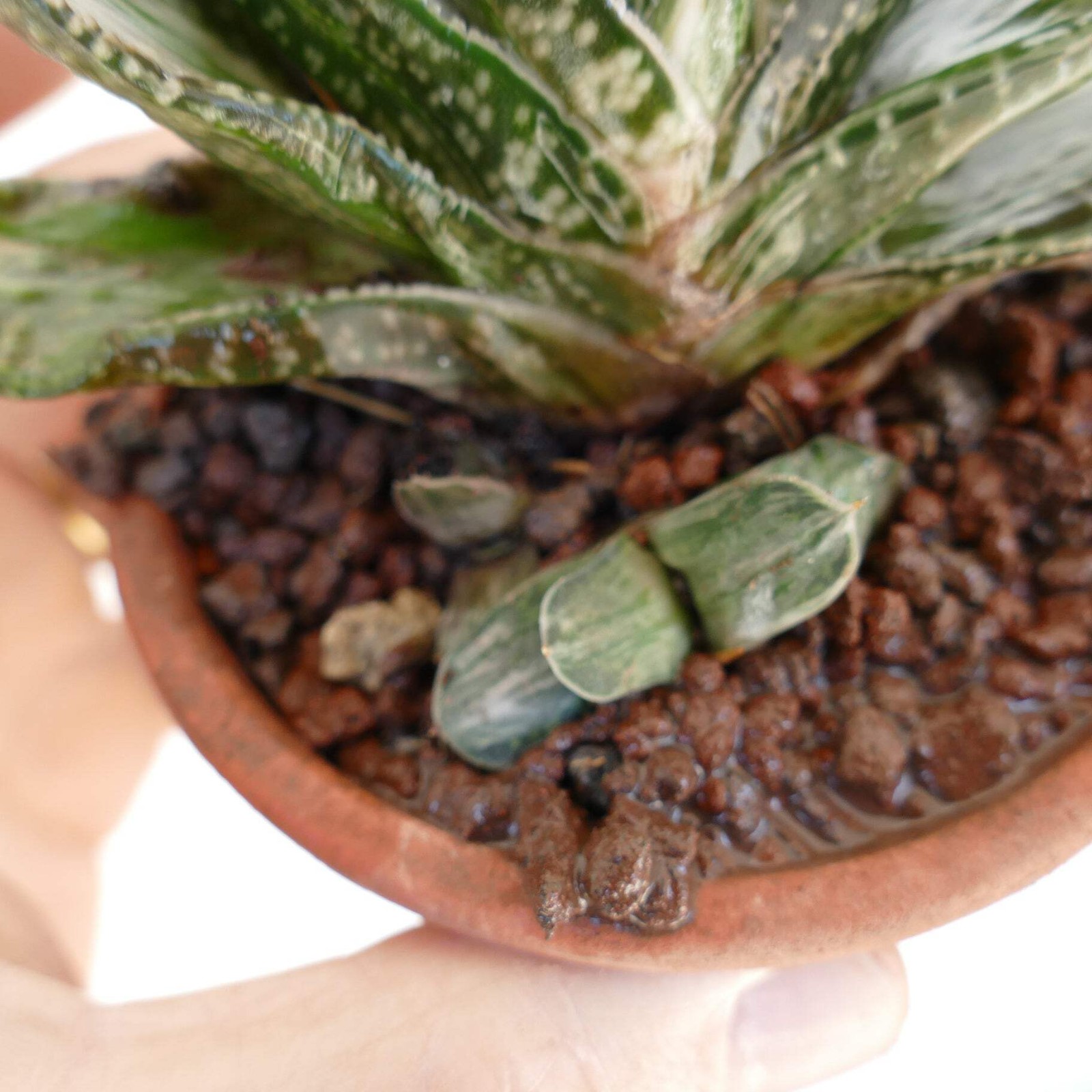 Gasteria Ariso-no-Matsu x Gasteria brachyphylla – Gasteria | Ox-tongue