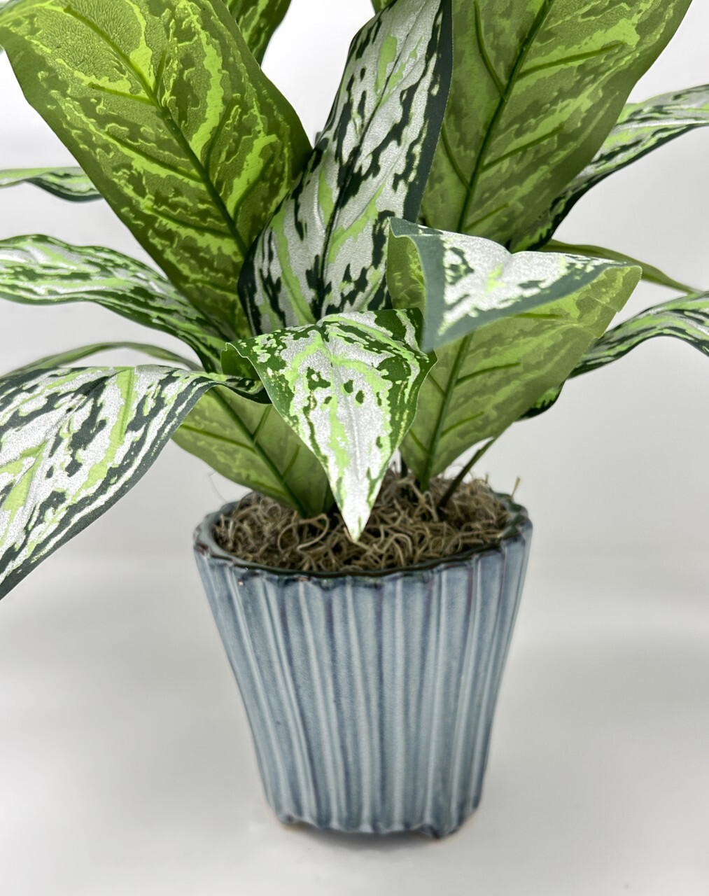 19″ Large SILVER QUEEN AGLAONEMA artificial silk Sword plant, 5.5″ Blue Ceramic