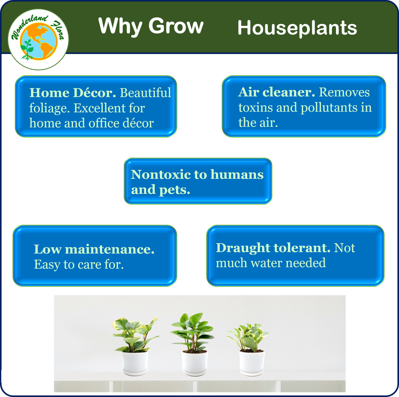 Three varieties of Peperomia obtusifolia, Baby Rubber Plant, Live Indoor Plant