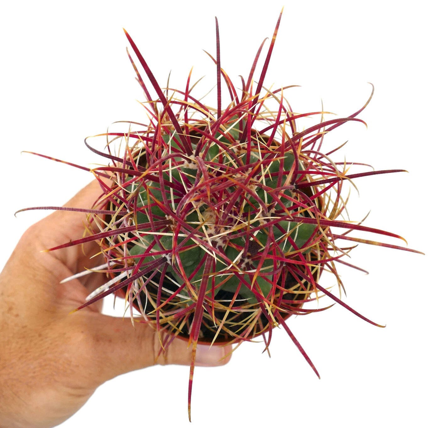 Ferocactus cylindraceus var. lecontei SELECTED 202 – California barrel cactus |