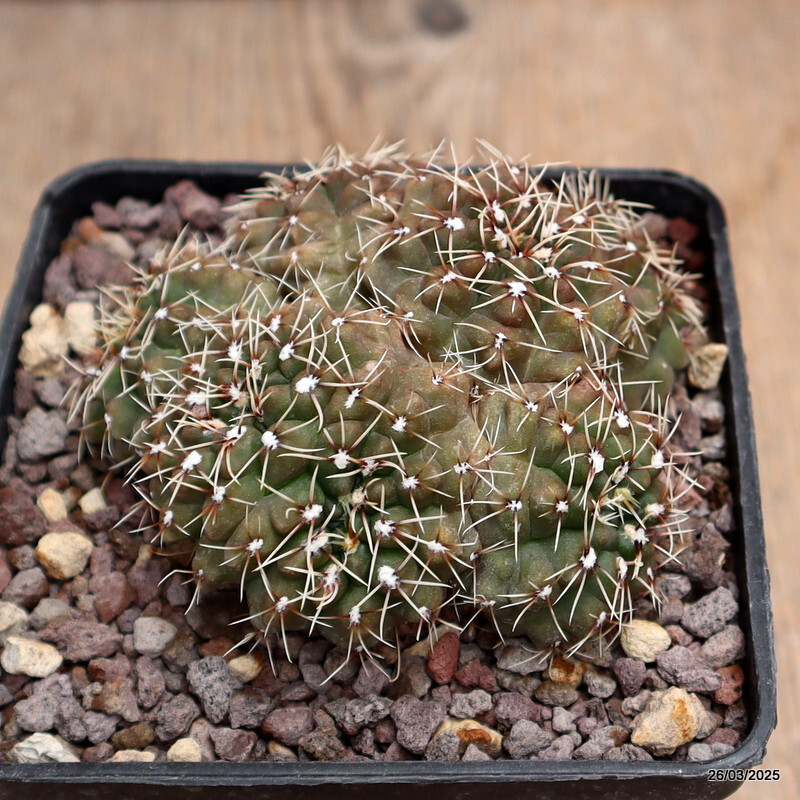 A5686 GYMNOCALYCIUM BALDIANUM MULTIHEADS pot10-H6-W8 cm MaMa cactus