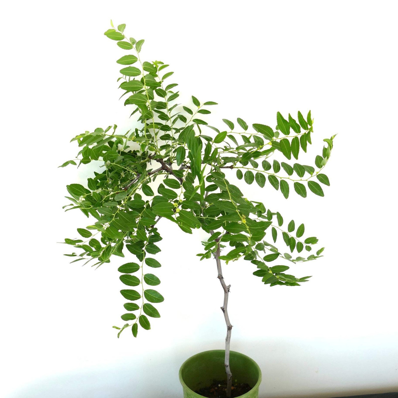 Ziziphus jujuba 80-120cm | Jujube | Chinese date – Jujube | Chinese date