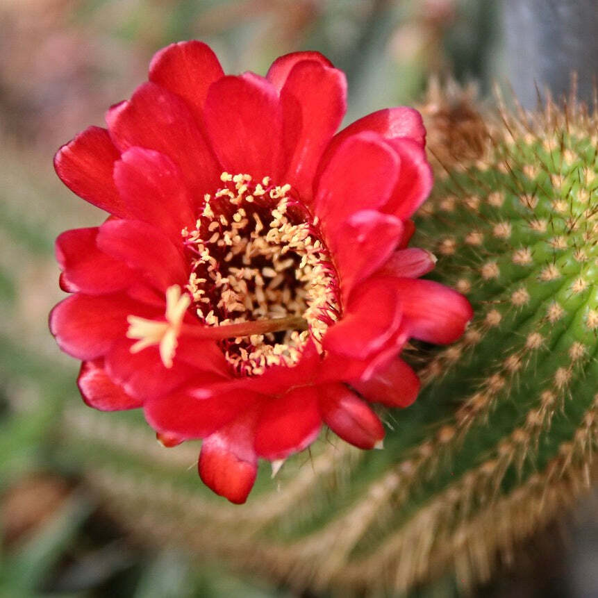 Echinopsis toralapana SEEDS – Echinopsis | Toralapa cactus