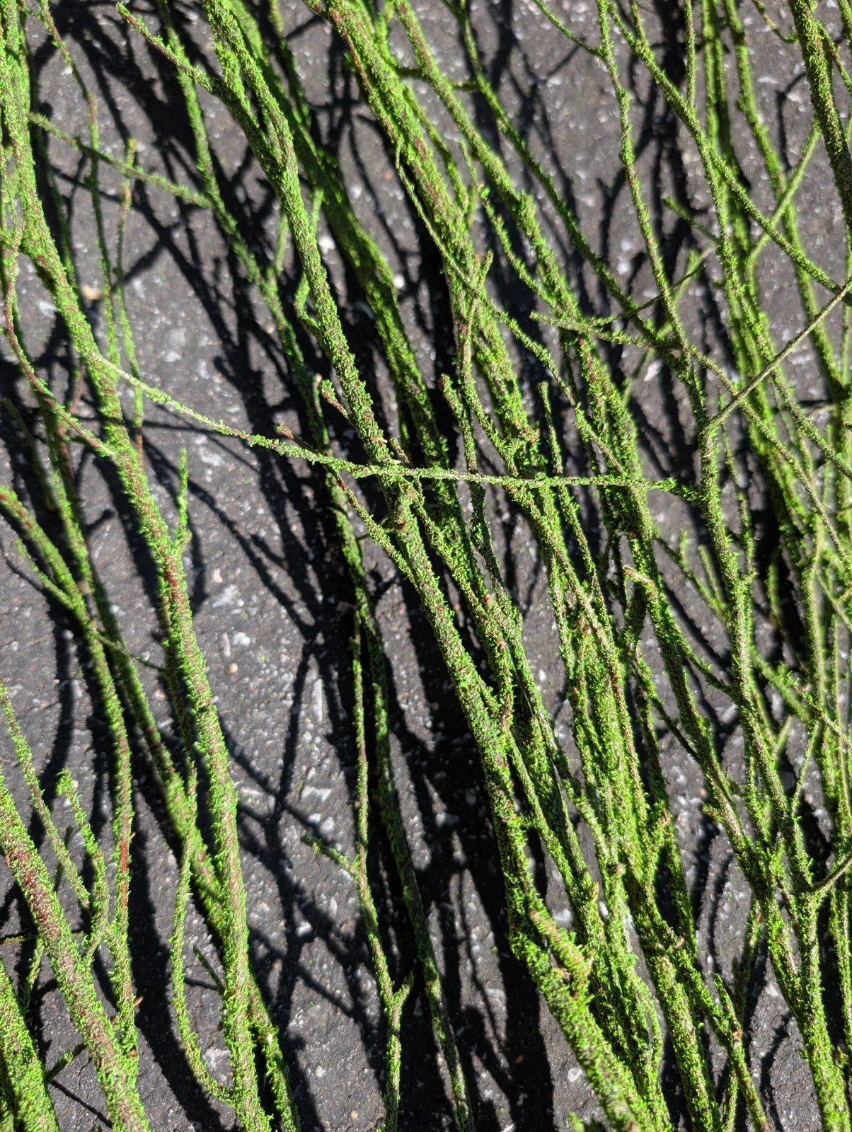 47in Green Coated Reeds Bundle x10 Branches