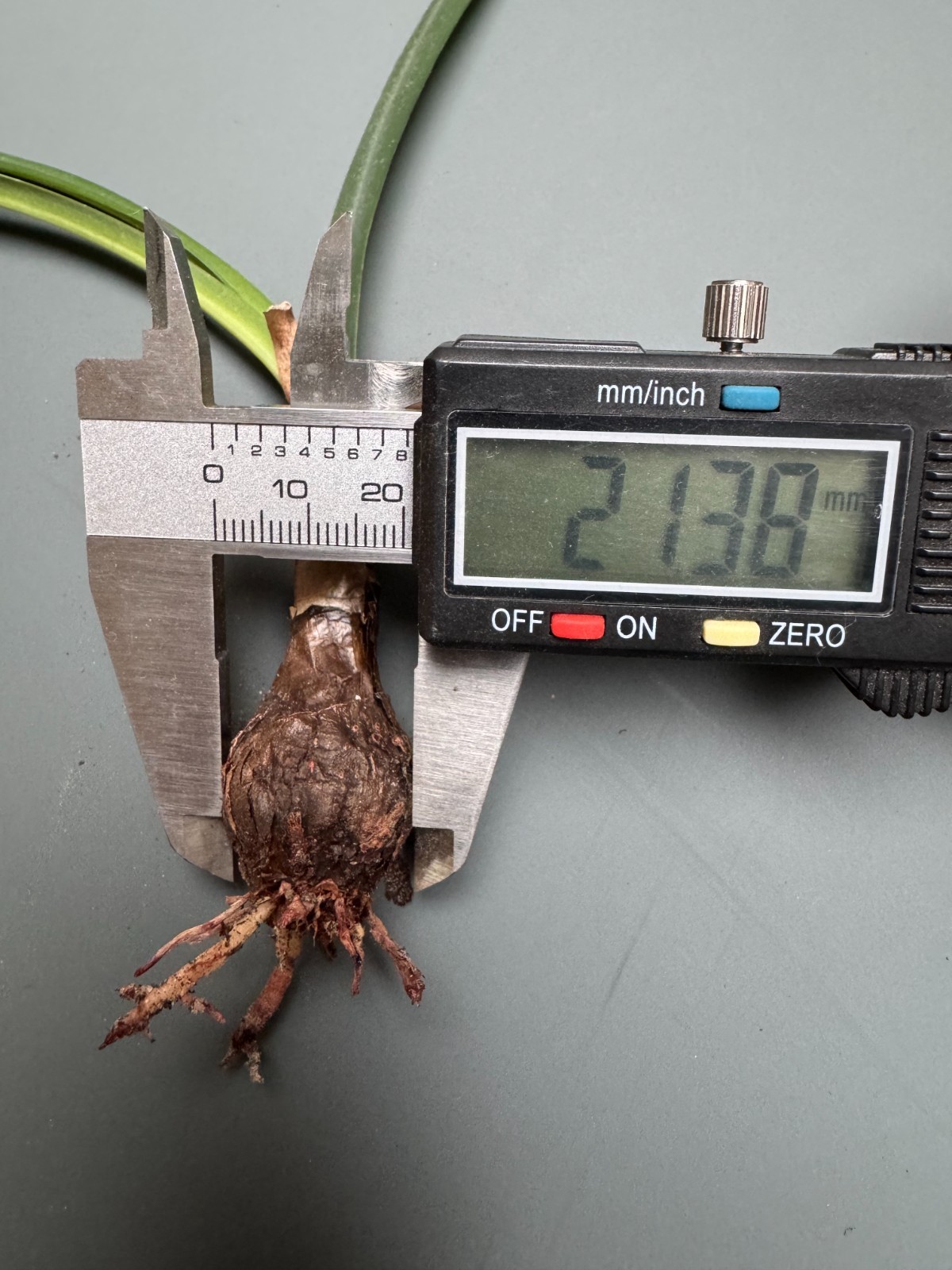 Hippeastrum machupijchense 2.1 cm – rare species