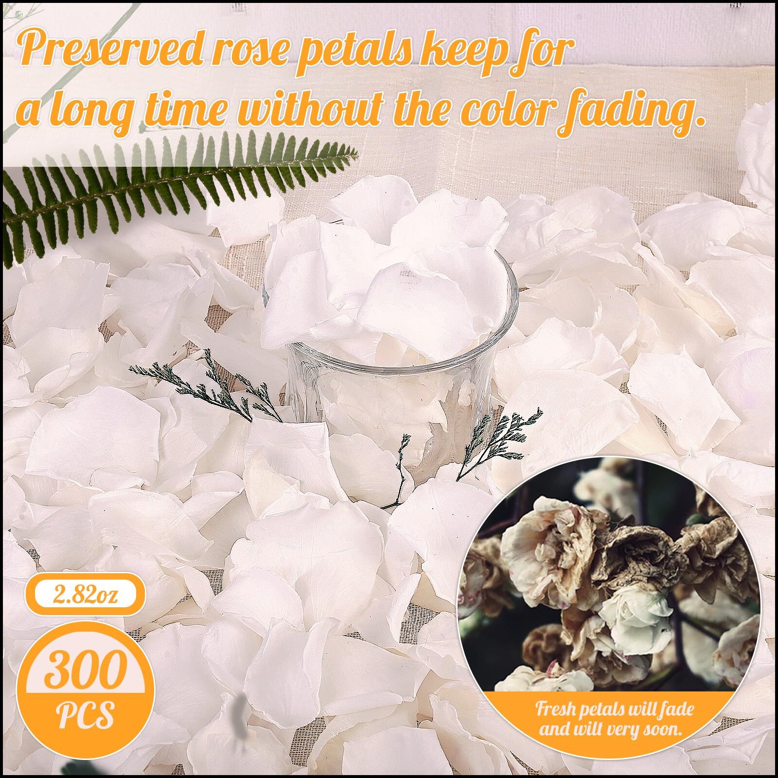 300 PCS Real White Rose Petals for Wedding 2.82oz Fresh Rose Petals for Flowe…