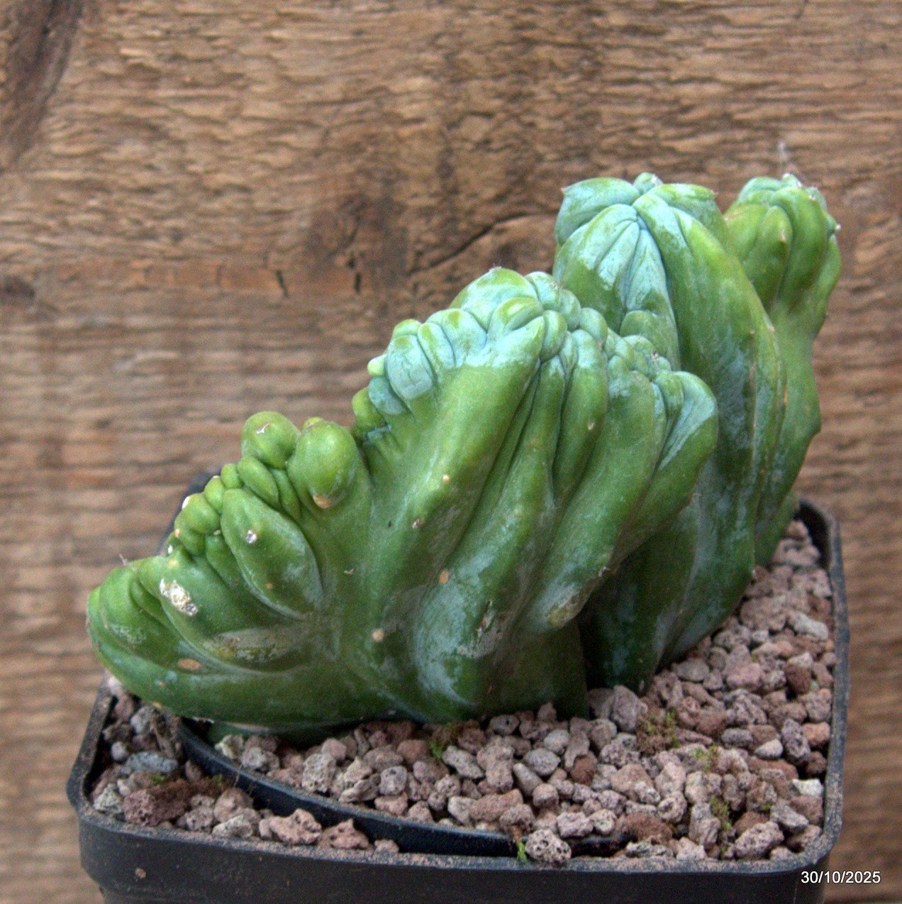 D7226 MYRTILLOCACTUS GEOMETRIZANS CRESTED pot10-H10-W13 cm MaMa Cactus