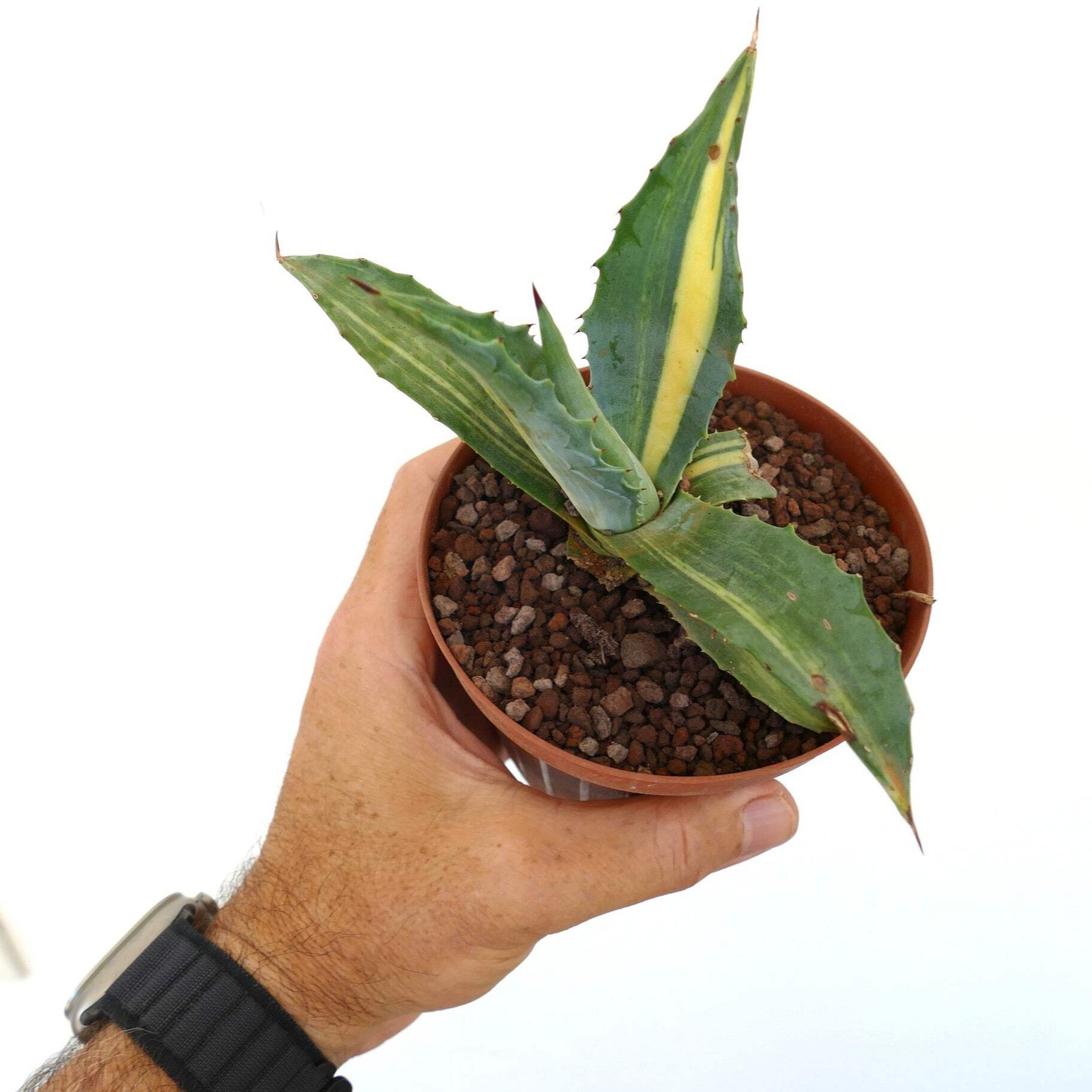 Agave americana STRIATA 55M – Century plant | American agave