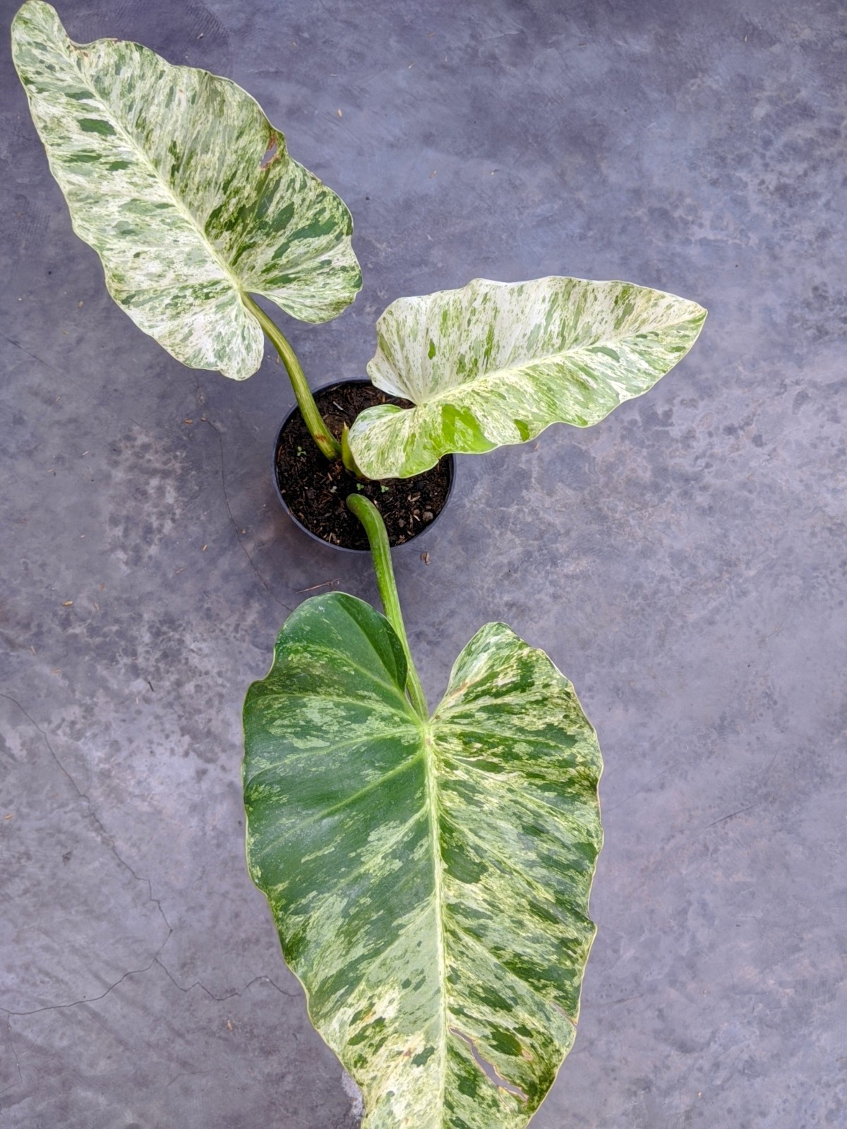 Philodendron Giganteum Blizzard Variegated Large Size Real Picture