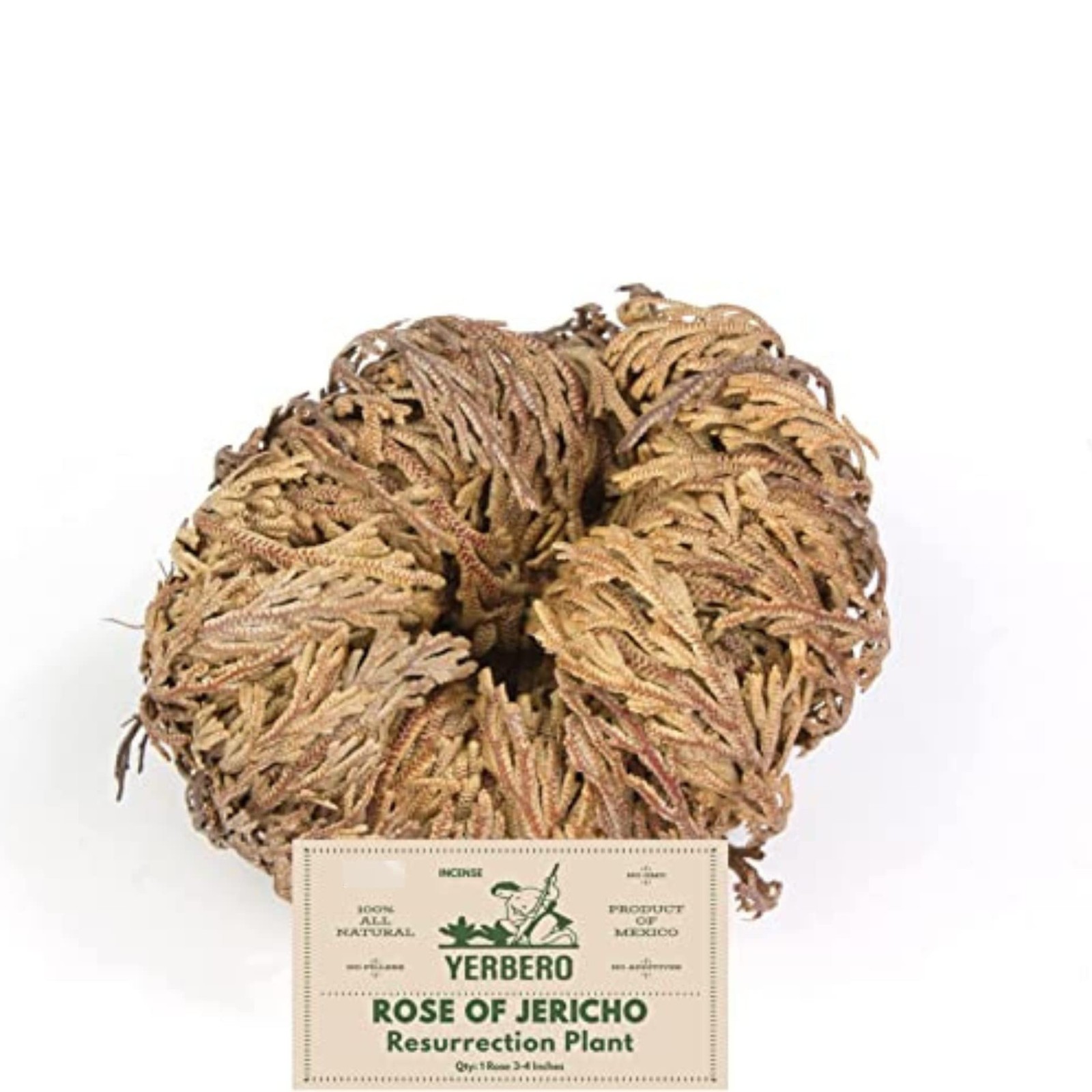 Rose of Jericho Dried Flower Jumbo Size 5” – 3.5” – 6” – Sacred Plant