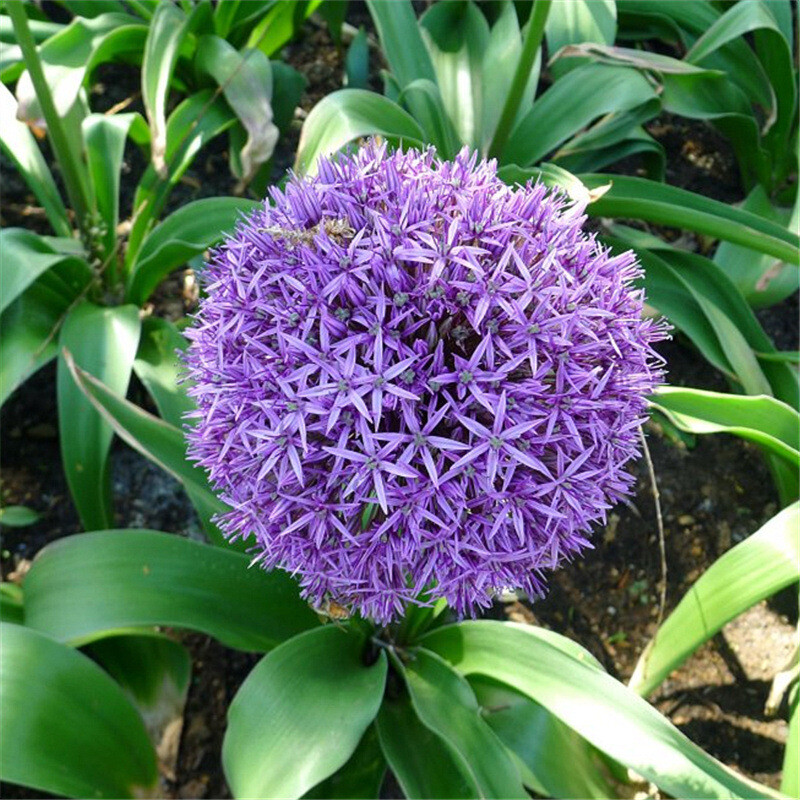 100pcs purple giant Allium giganteum flower seeds garden plant decor
