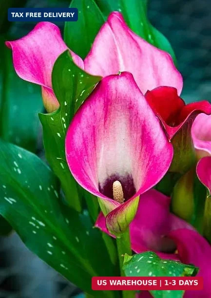 Mix Calla Lily Seeds, 150+ Pcs Mixed Color Perennial Zantedeschia Flower for Con