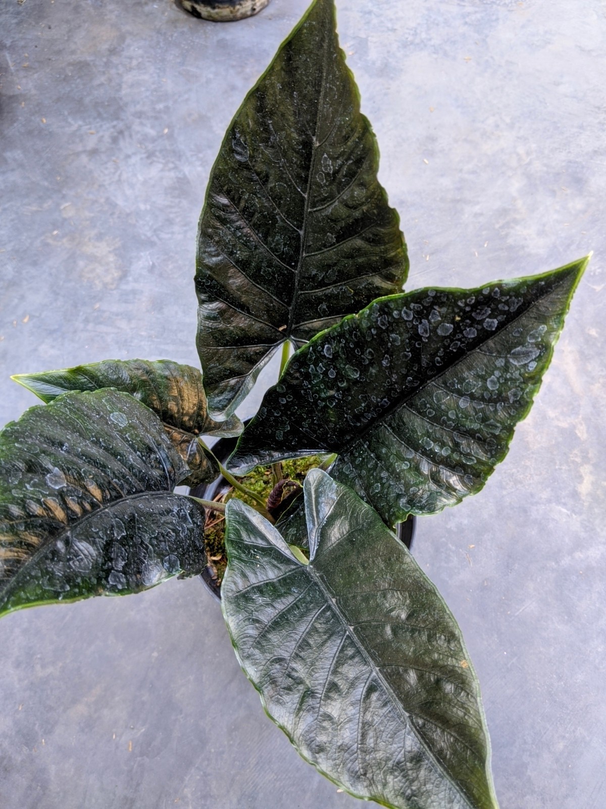 Alocasia Antoro Velvet Dark Foam Large Size Real Picture