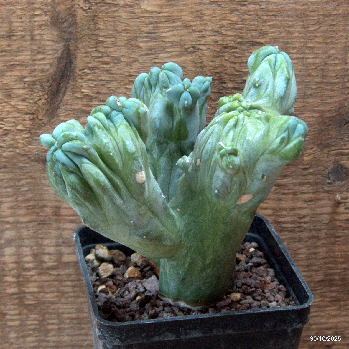 D7234 MYRTILLOCACTUS GEOMETRIZANS CRESTED pot10-H14-W14 cm MaMa Cactus