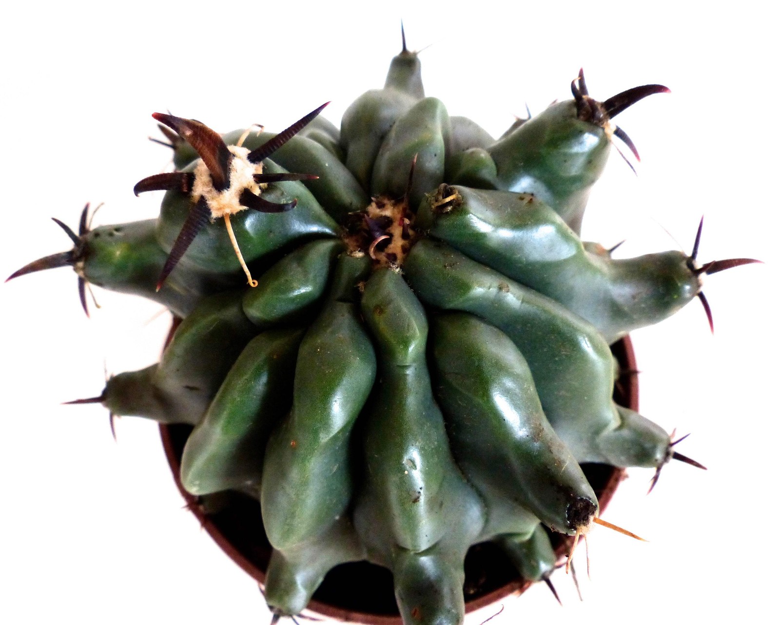 Ferocactus horridus var. brevispinus SEEDS – Rare Cactus SEEDS