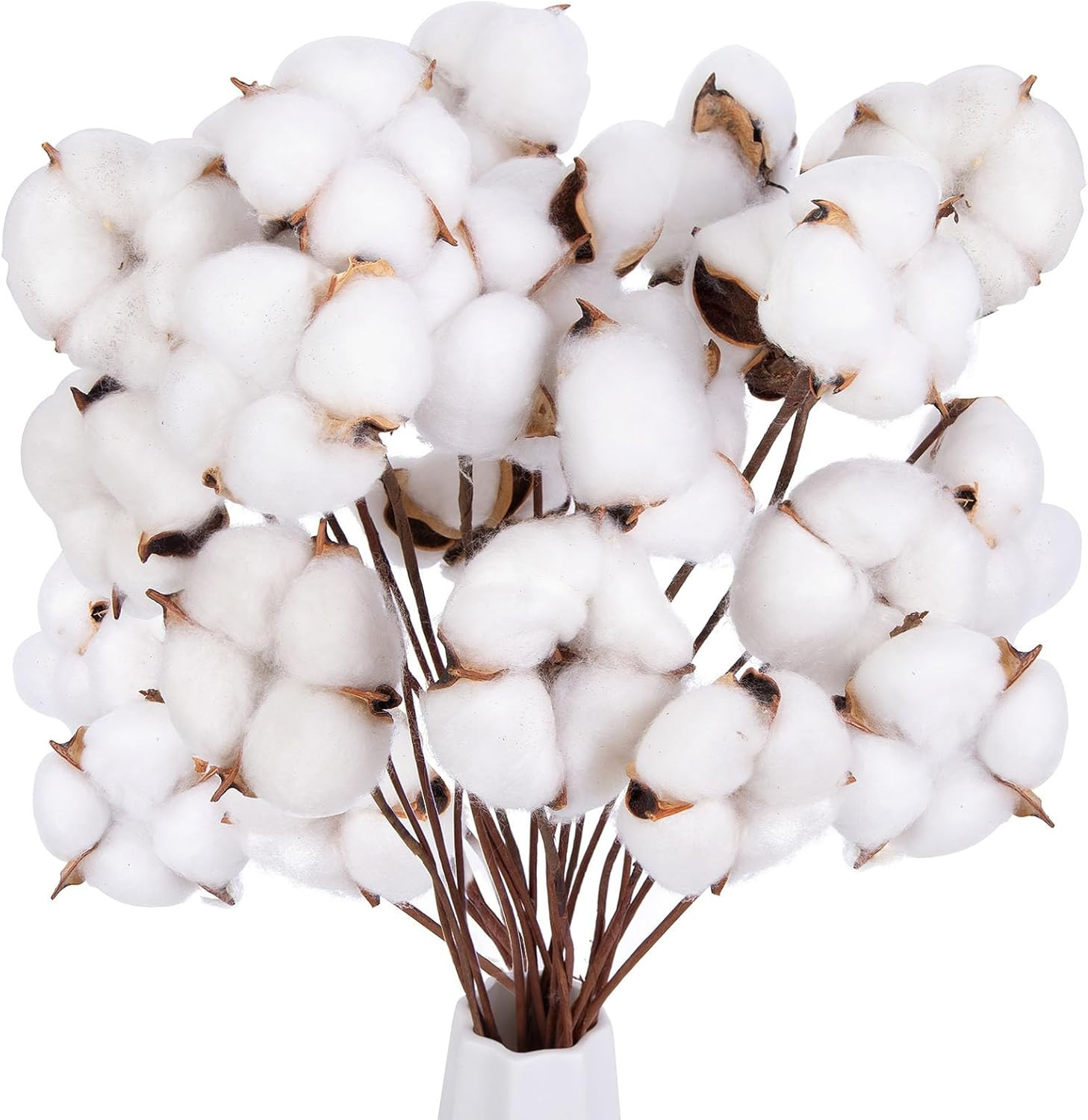 30PCS Natural Dried Cotton Stems 16″ Tall, Rustic Cotton Sprigs for Vase Fillers