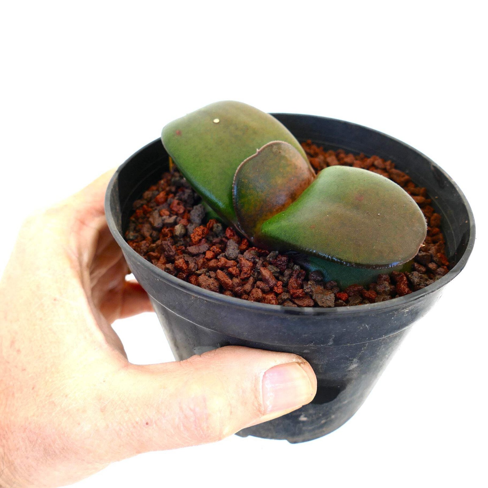 Gasteria pillansii cv 滑らか肌 SMOOTH LEAVES SELECTED – Namaqua gasteria | Pillans’s