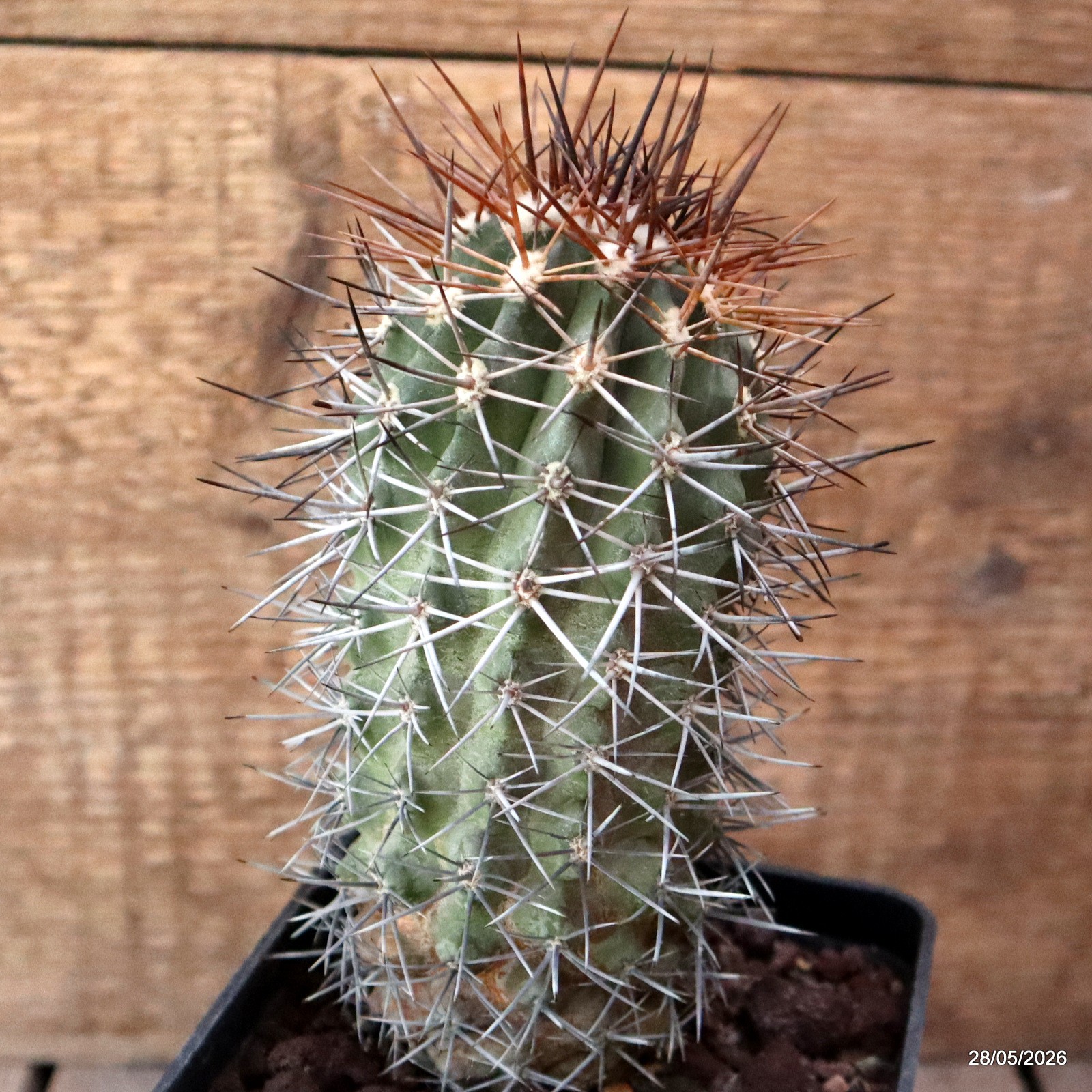 D3460 COPIAPOA CHANARALENSIS KK602 pot10-H13-W7 cm MaMa Cactus