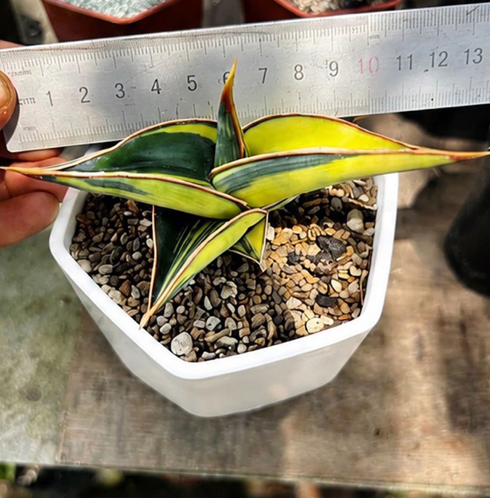 Sansevieria Rorida Variegated Rare Variegated Snake Plant Air Purifying Indoor