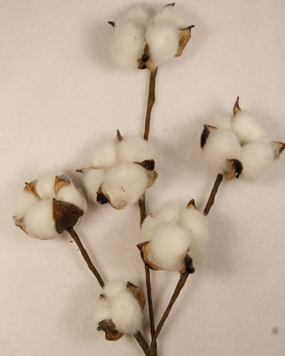 11″ Cotton Boll Cotton Stem Spray 6 Bolls Per Stem (3 Piece Lot)#00104029010