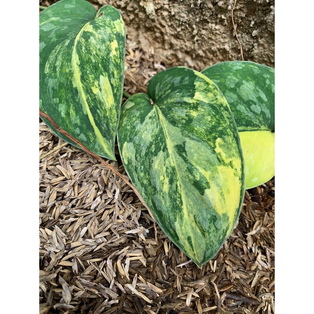 Scindapsus Andalas, Rare Variegated, Real Picture, Aroid Houseplant