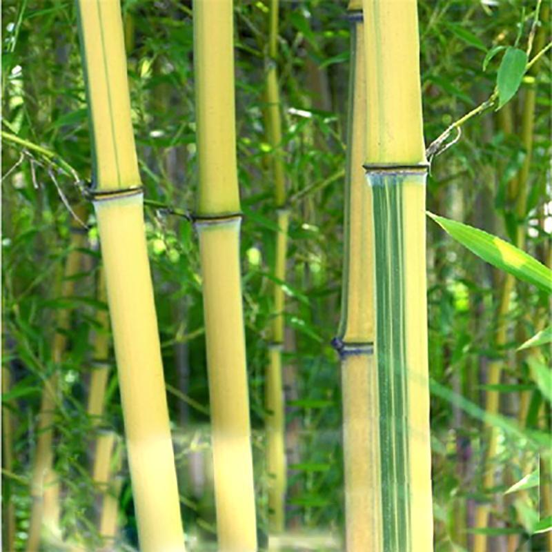 Giant Bamboo Seeds Perennial evergreen Grows Edible Bamboo shoots 100Pcs