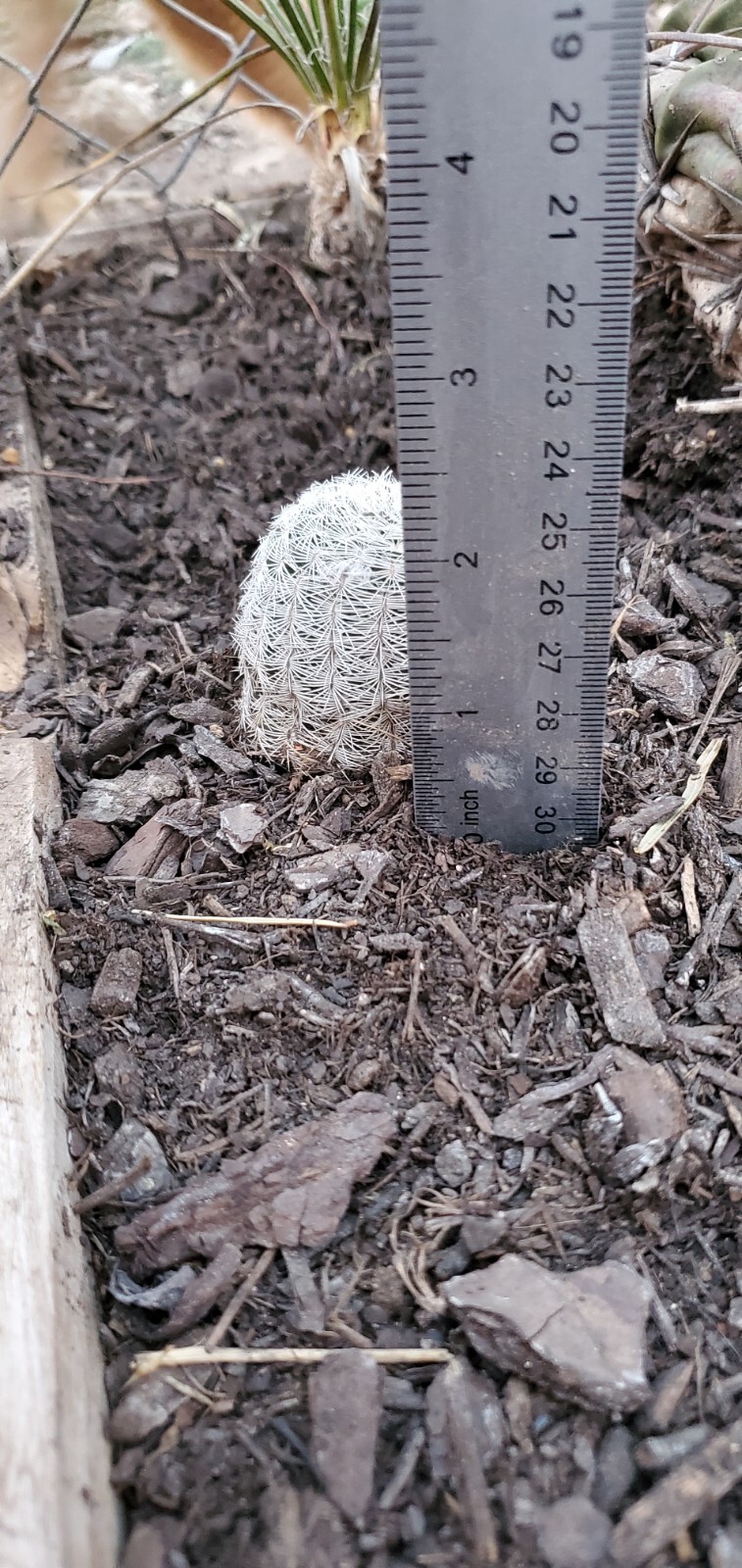 ECHINOCEREUS REICHENBACHII Rooted