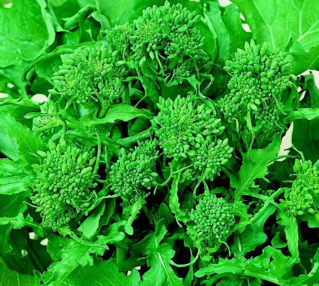 Brassica rapa var. ‘Turnip greens’ SEEDS – Turnip | White turnip
