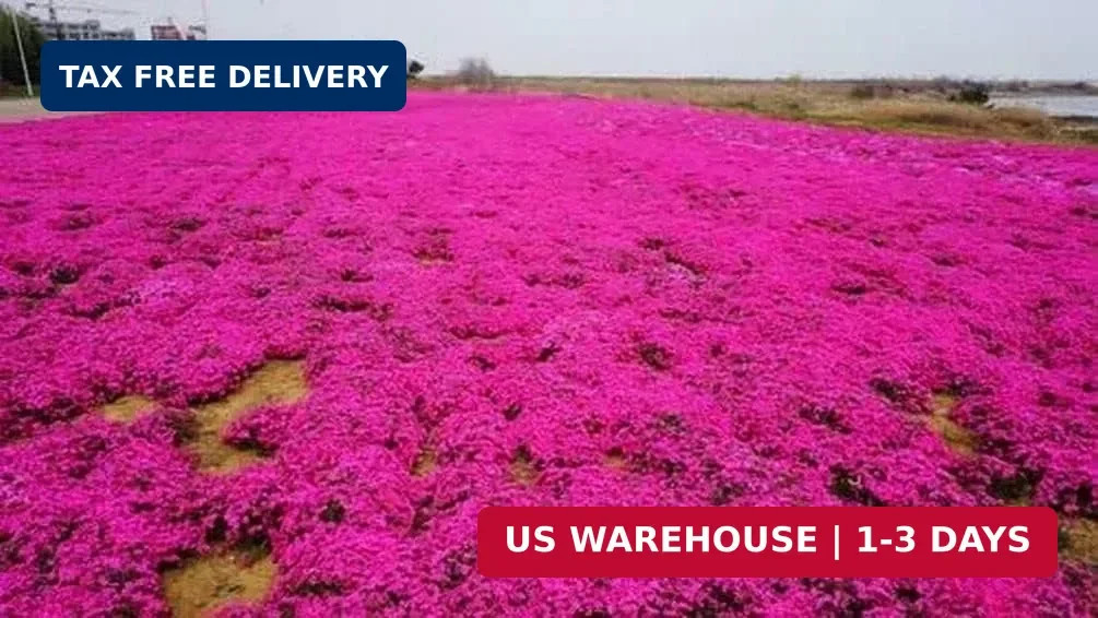 Thyme Seeds 2000 Mix Red Creeping Seeds Wooly Thymus Perennial Flower