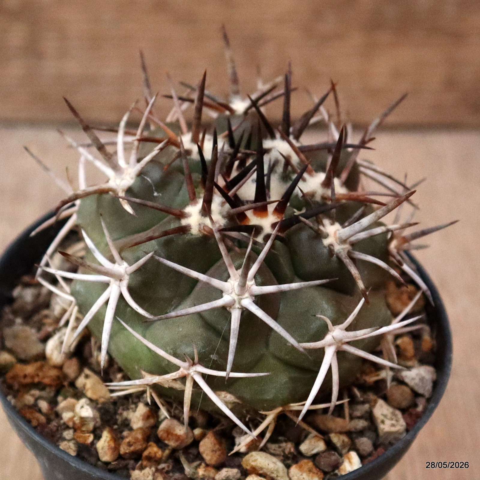 D5084 COPIAPOA ECHINOIDES pot10-H6-W7 cm MaMa Cactus