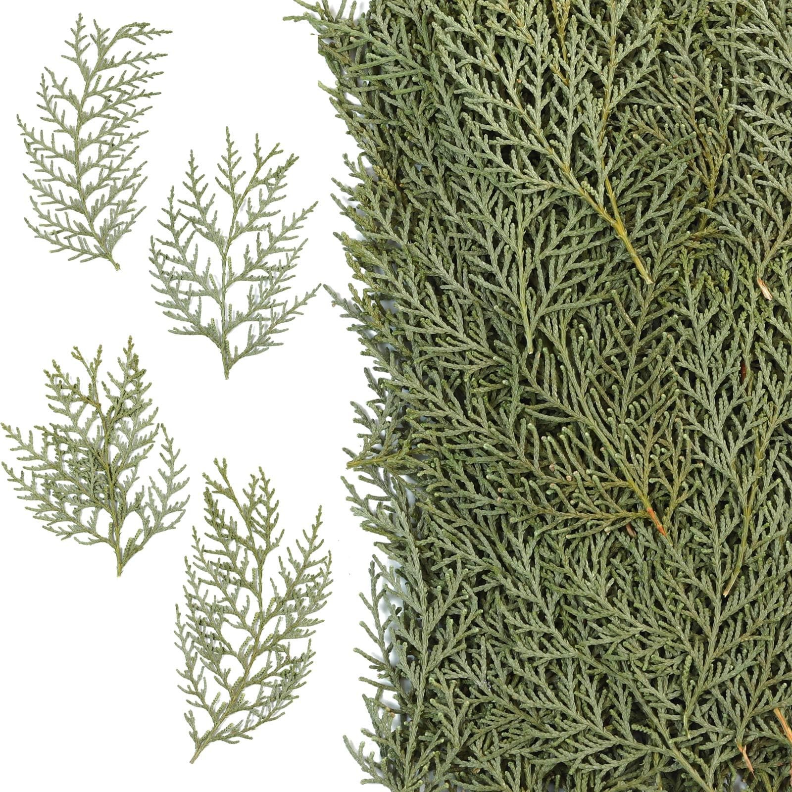 Real Pressed Pine Leaves Branches for Christmas Crafts, Natural Dried Botanic…