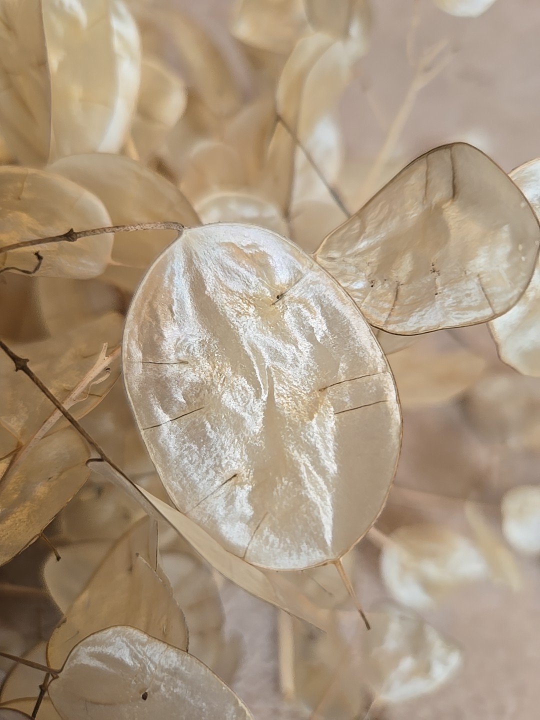 Dried Lunaria Moonwort Honesty Silver Dollar 50+ Short Stems, For Crafting