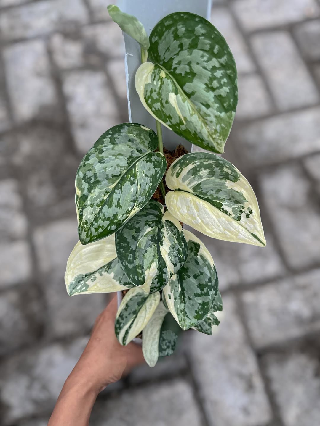 Real Picture Scindapsus Agryraeus Variegated Rare Plant