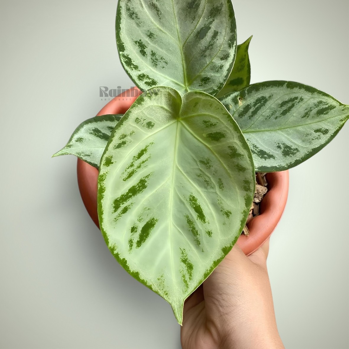 Anthurium Silverchrome Ornamental Plant