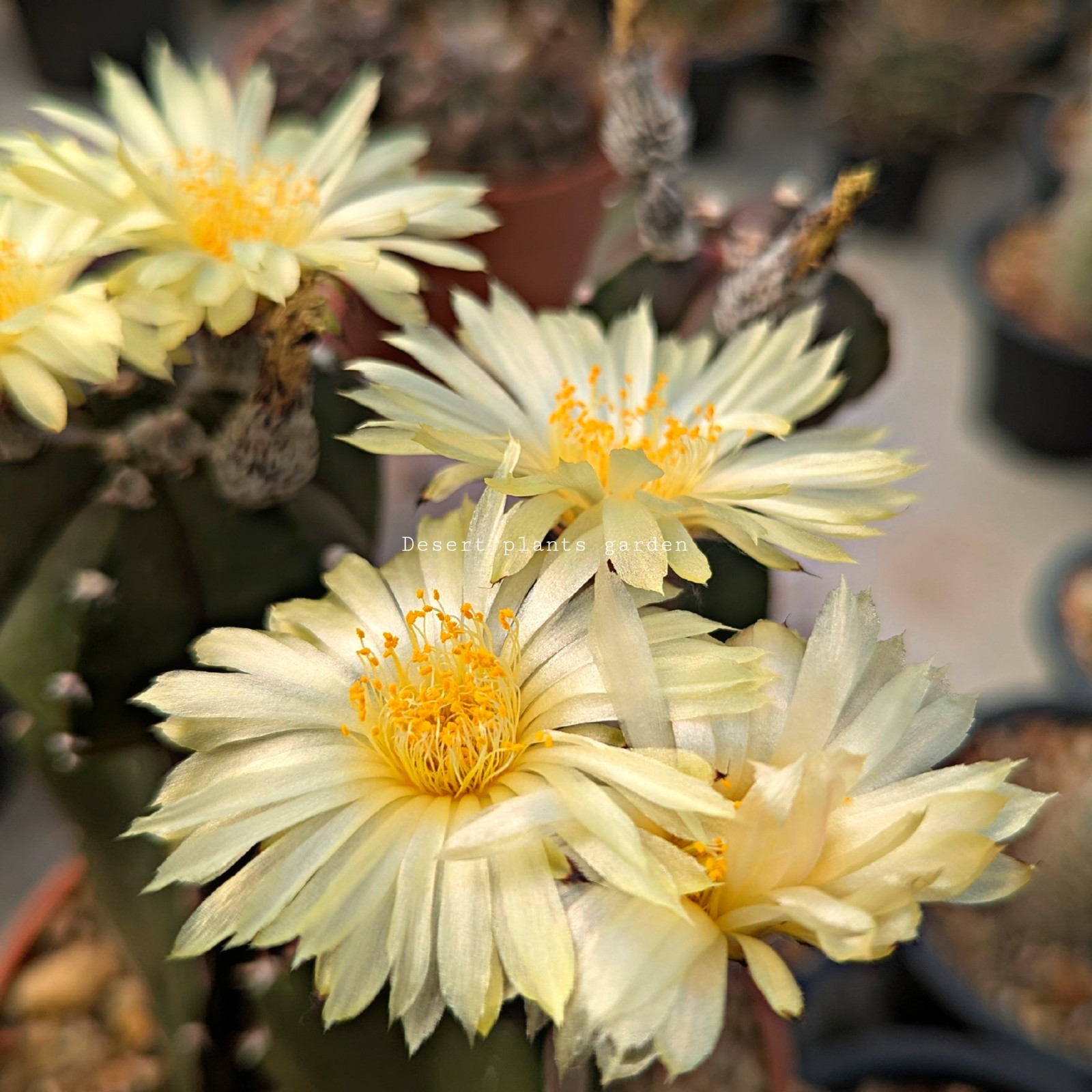 Astrophytum myriostigma kohyo 25Seeds