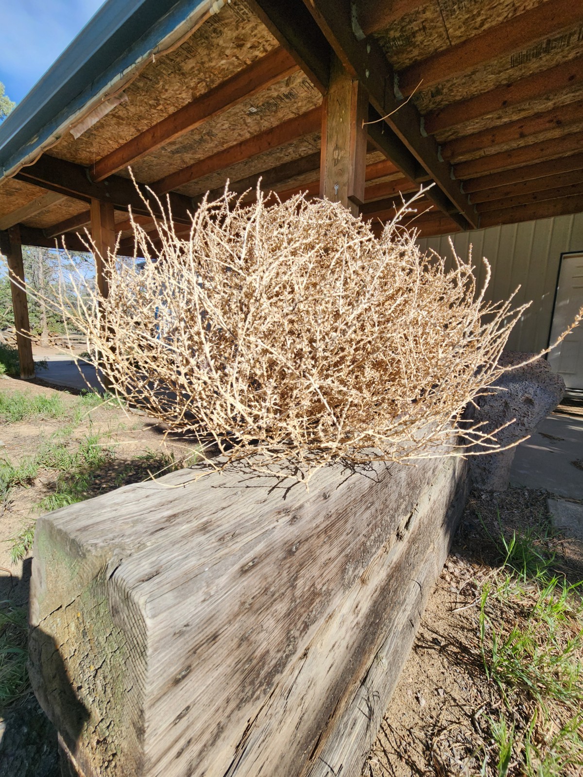 Real Oregon Tumbleweeds | Naturally Harvested for Crafts, Arts, Lamps, Decor