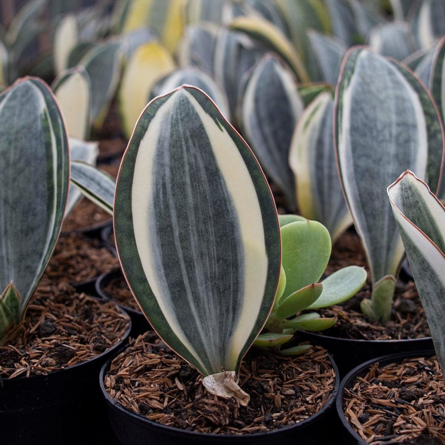Sansevieria Masoniana Variegated Beautiful Uniqe Snake Plant