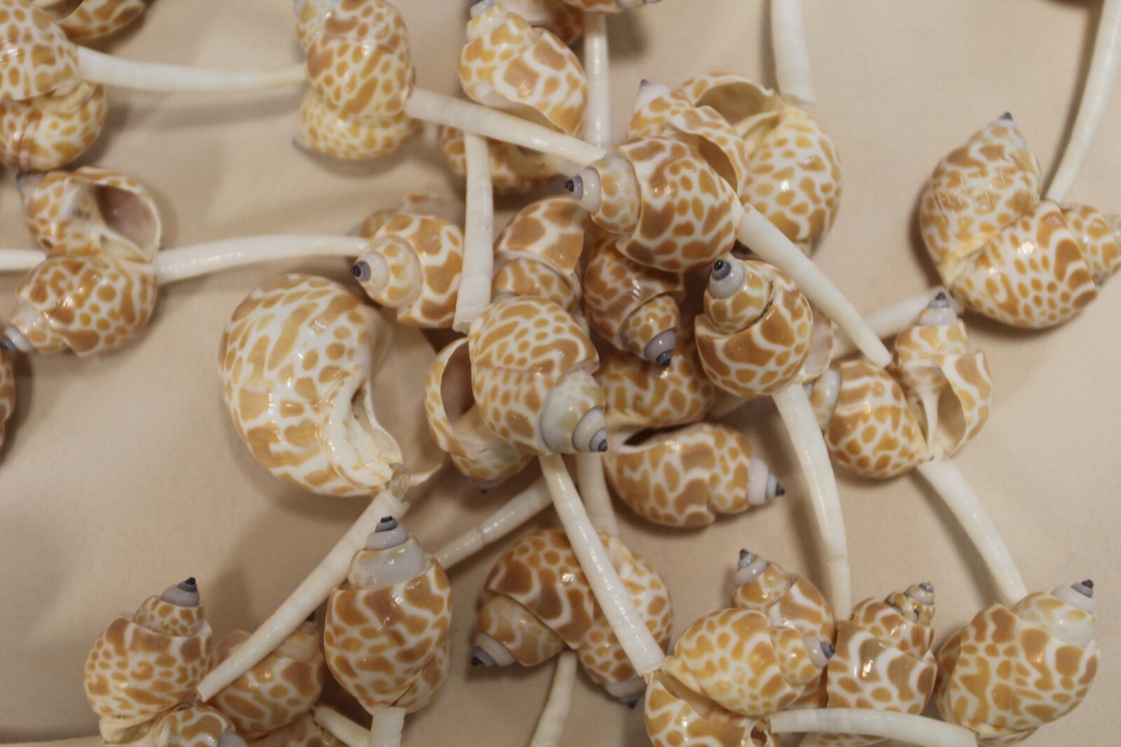 Handmade Sea Shell Garland Beach Display Decor 6 Feet Long XL Size, GS-wll