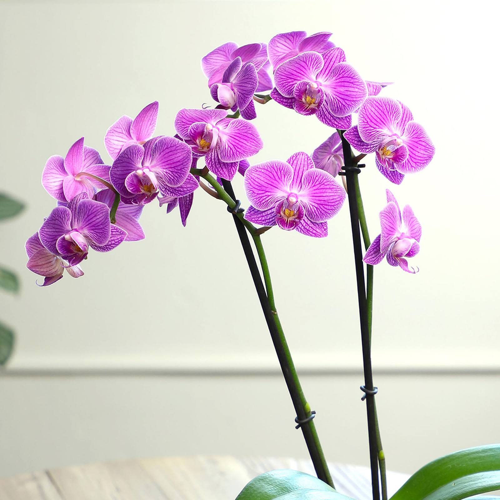 Premium Purple Live Orchid Plant Blooming in 3.5″ Blue & White Orchid Pot, Li…