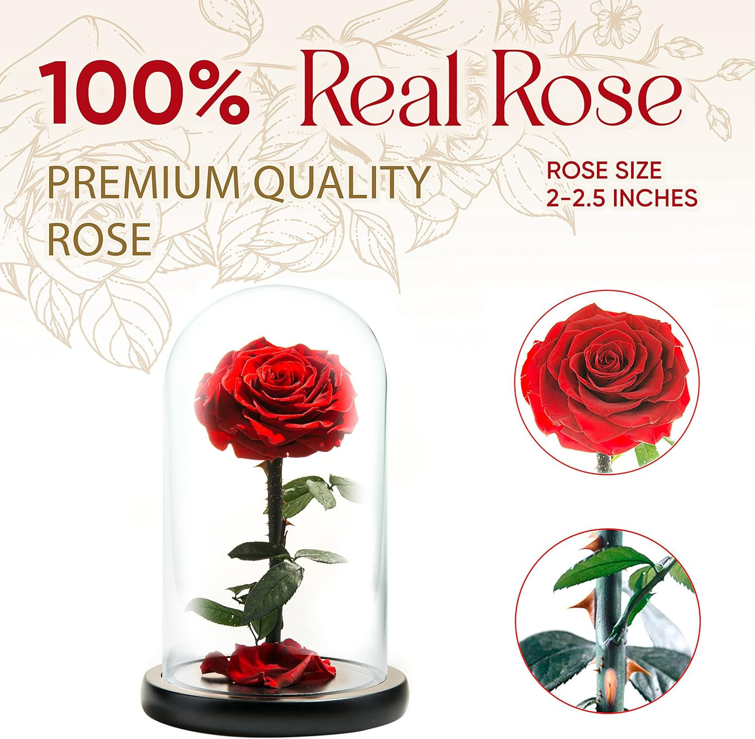 Forever Preserved Rose – Eternal Rose in Glass Dome – Beauty and the Beast Rose