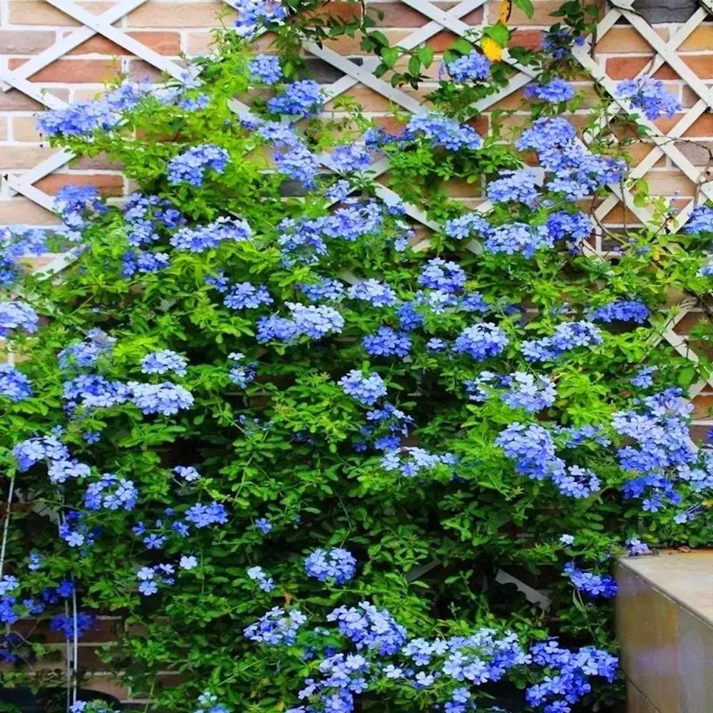 (10) JASMINE SEEDS rare exotic fragrant flower vine garden USA SELLER W/TRACK