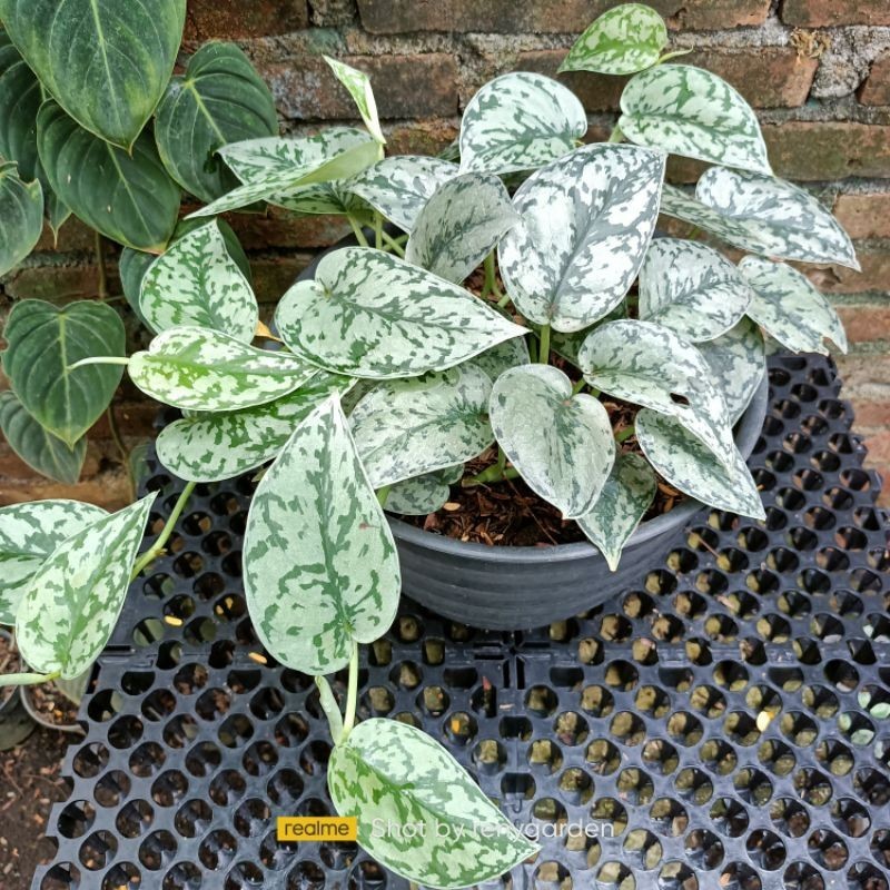 Scindapsus silver lady, Rare Variegated, Real Picture, Aroid Houseplant