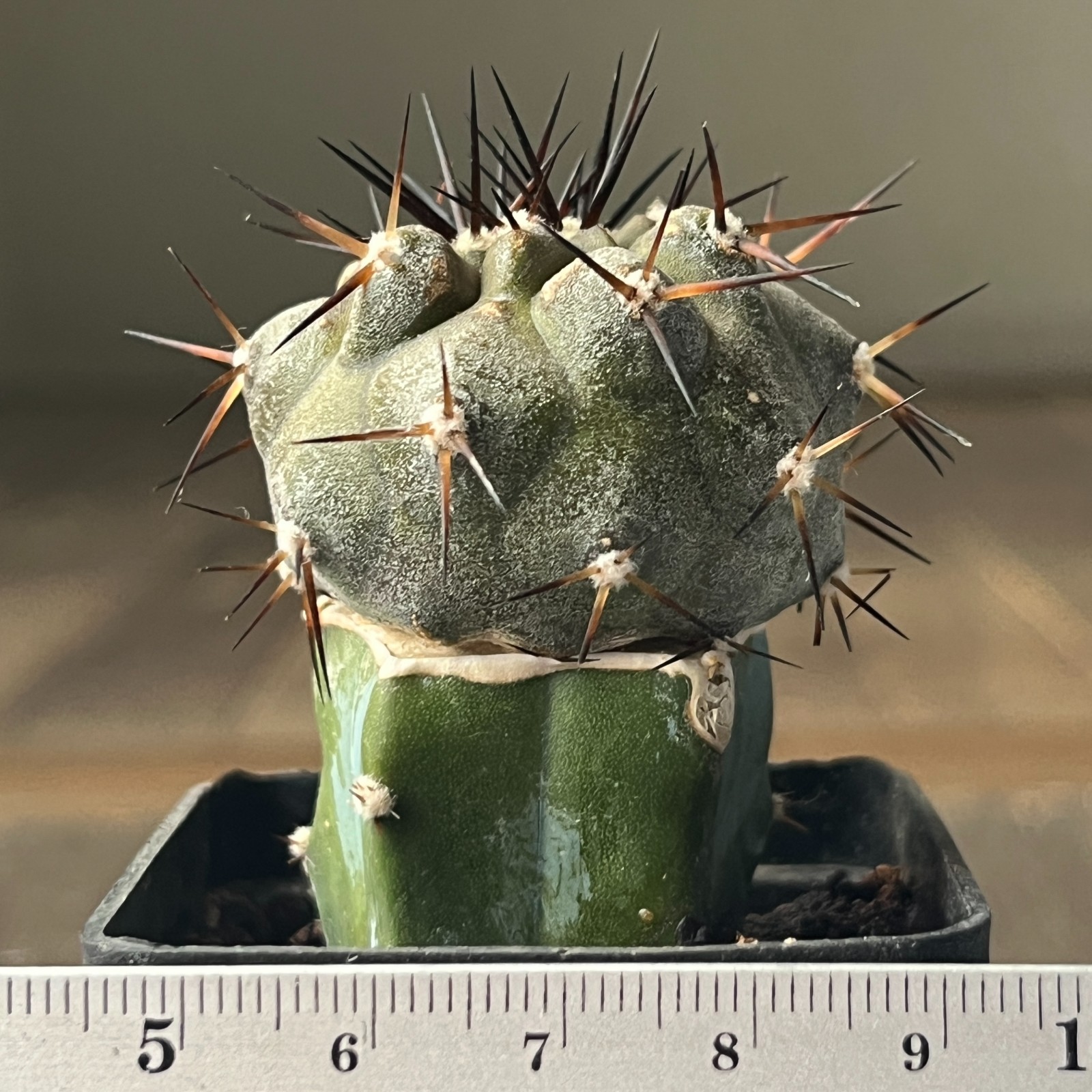 A41-2099 Copiapoa cinerea x longistaminea, KP837, Taltal City, Ruta,Ant, grafted