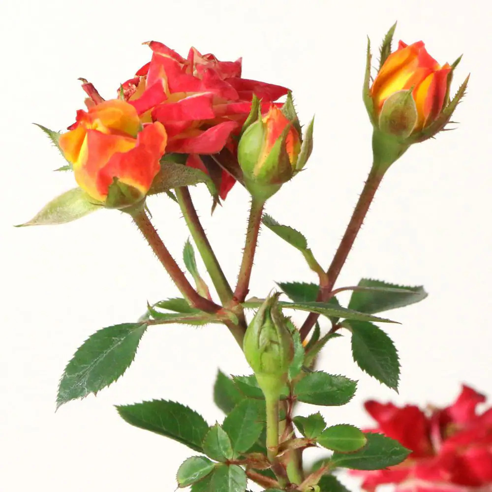 2.5 In. Rose Miniature Orange Honey with Orange Flowers (8-Pack)