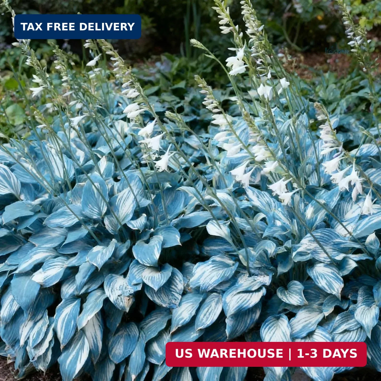Hosta Seeds for Planting, 310+ Mixed Rare Hosta Seeds, Perennial Flower Palnts,