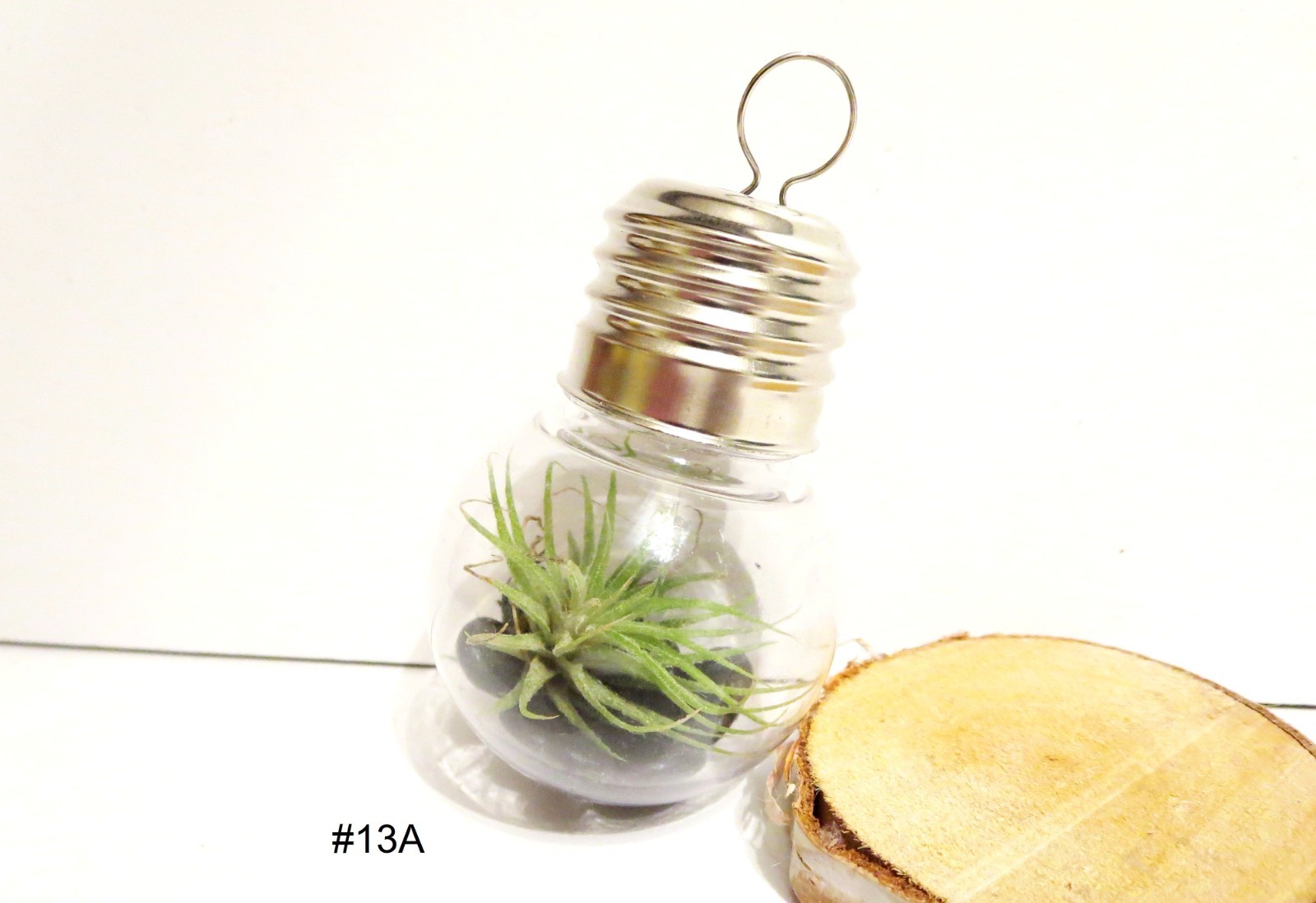 Air Plant Wall Decor Shell Air Plant Display Hanging Tillandsia Minimalist