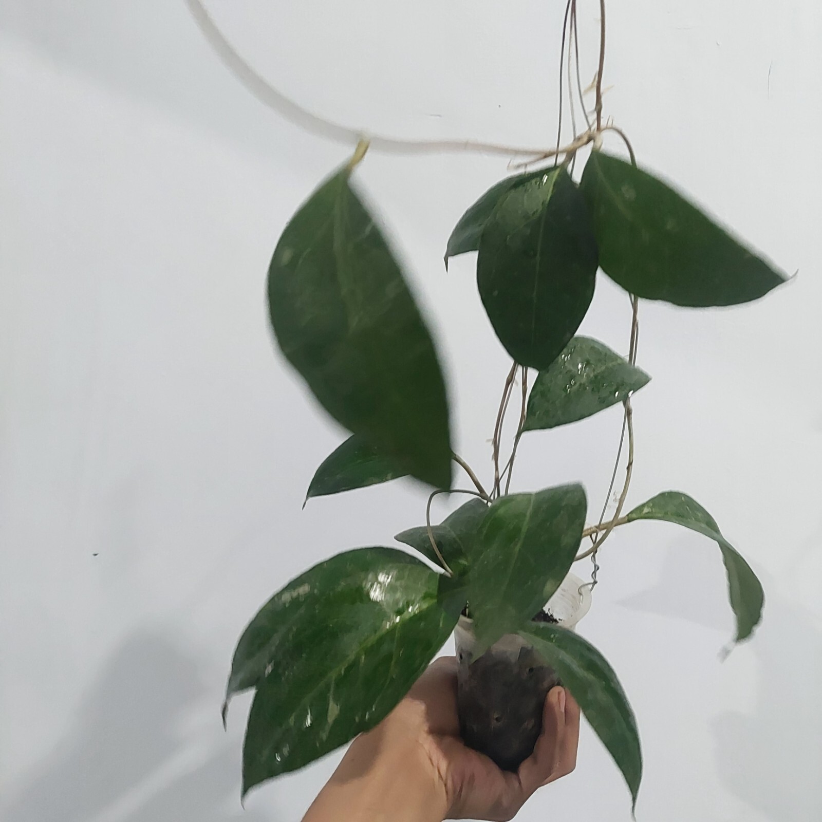 Hoya Verticillata wayang Big Size Real pickture free phytosanitary.